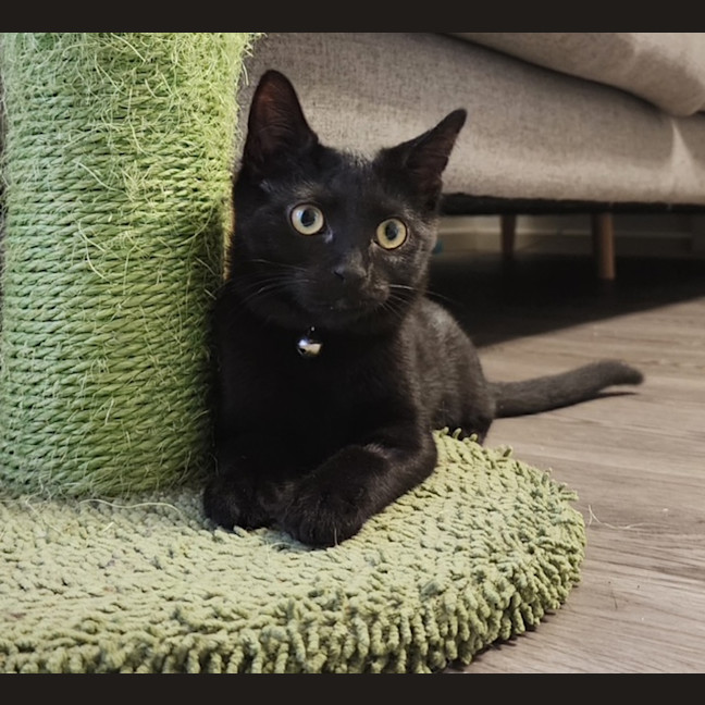 Photo of Morgan   In Foster Care In Avondale Heights