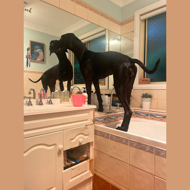 Photo of Ebony Darkness