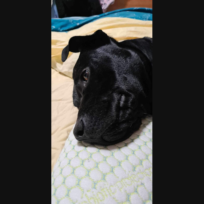 Photo of Max