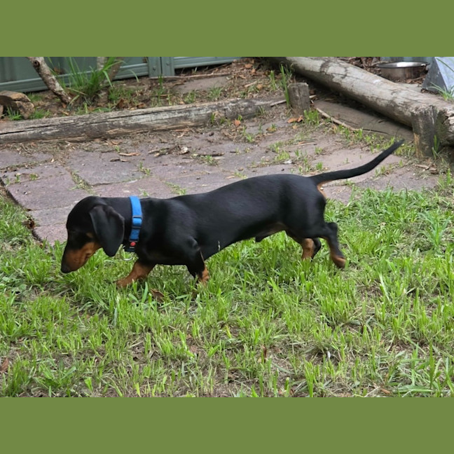 Photo of Milo