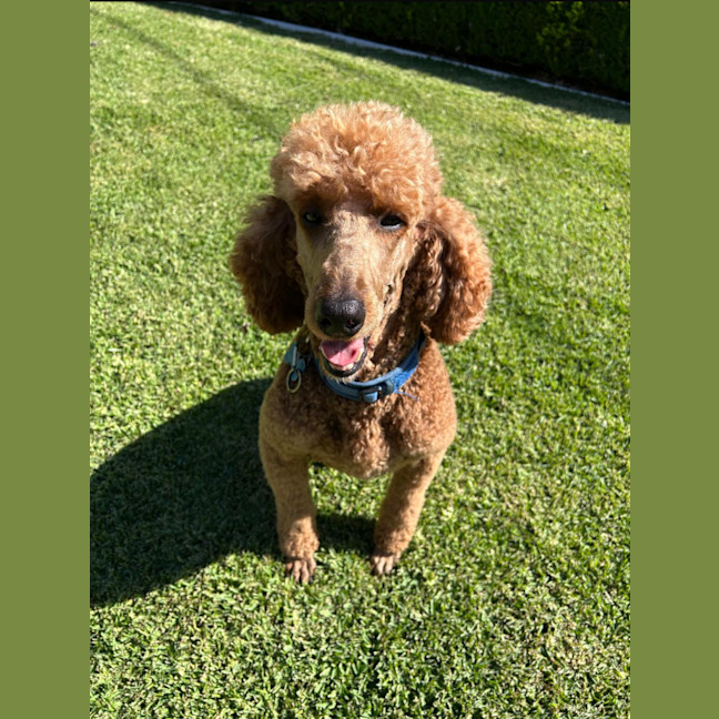 Photo of Jack   6 Year Old Poodle