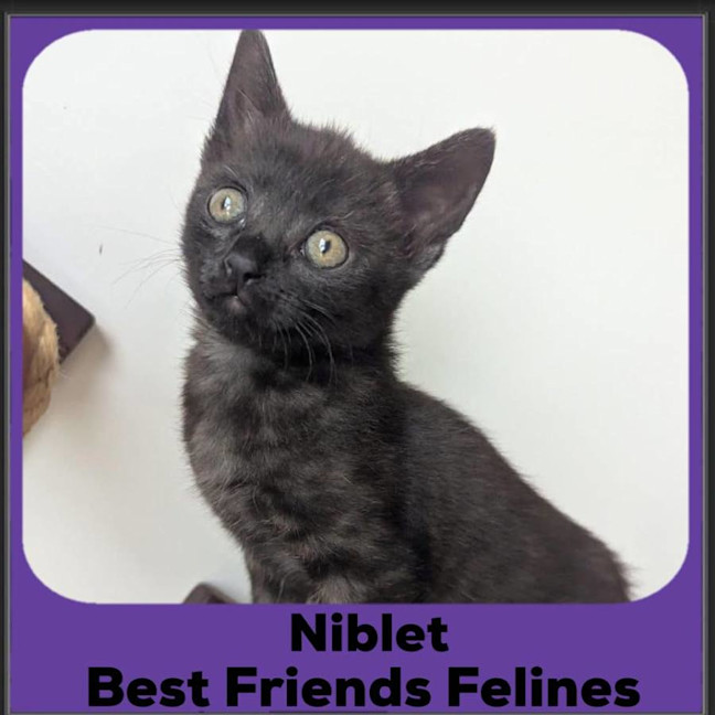Photo of Niblet 