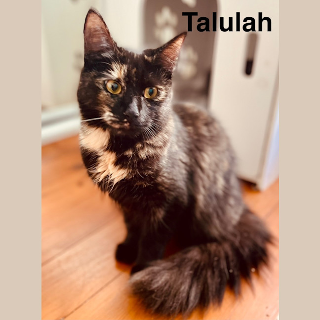 Photo of Talulah 