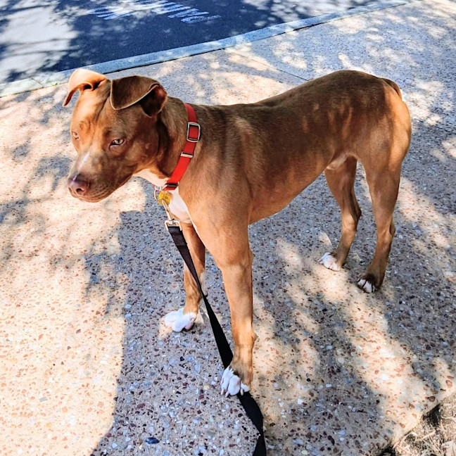 Photo of Rex