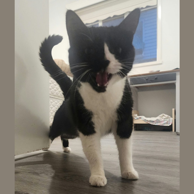 Photo of Dusty   In Foster Care In Ardeer