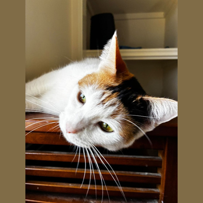 Photo of Daffy