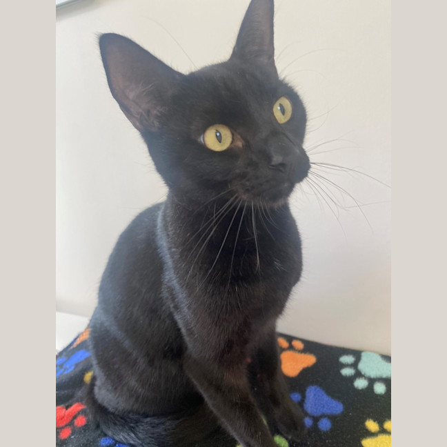 Photo of C1403 Mario