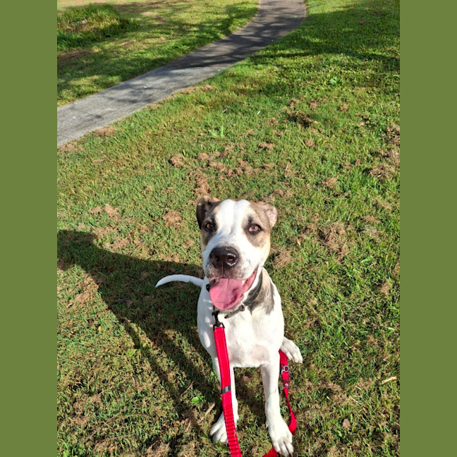 Photo of Clover *$350 Adoption Fee*