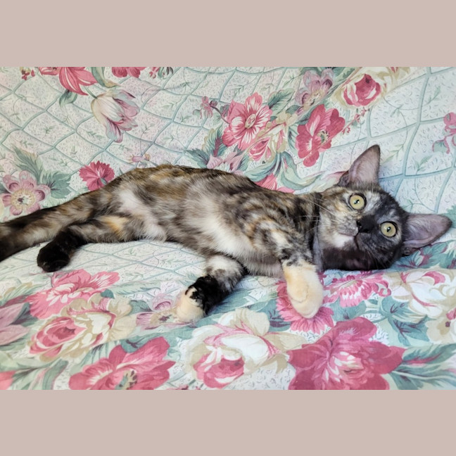 Photo of Rainbow Cabbage 🌈