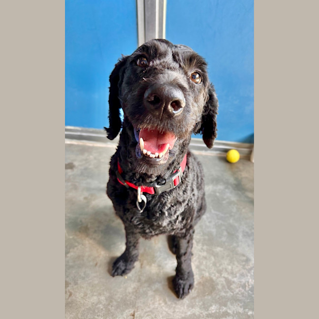 Photo of Millie