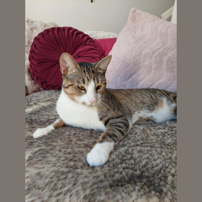 Photo of Henry