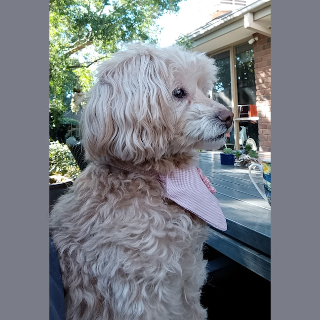 Photo of Dolce