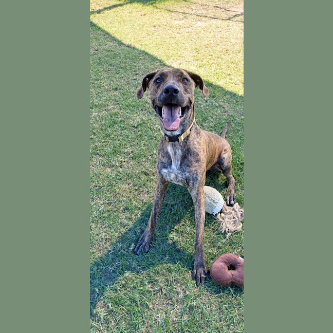 Photo of Goose