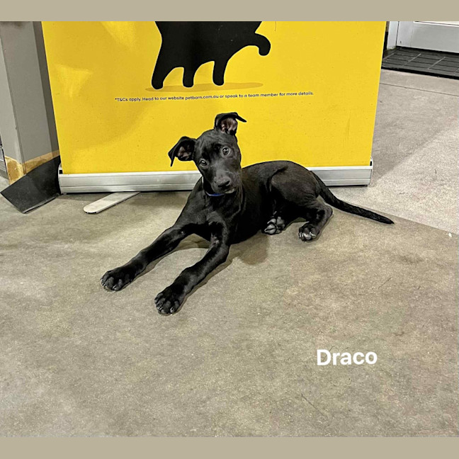 Photo of Draco