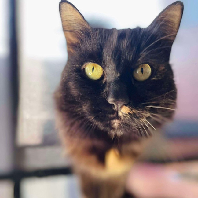 Photo of Evie   In Foster Care In Bentleigh East