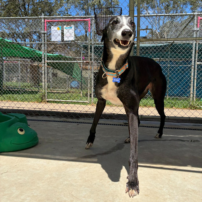 Photo of Mummu The Greyhound