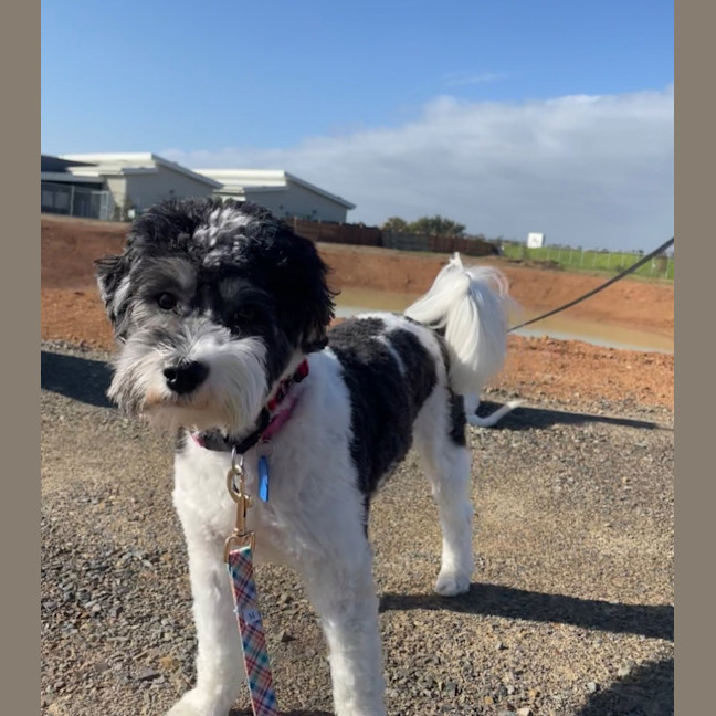 Photo of Daisy