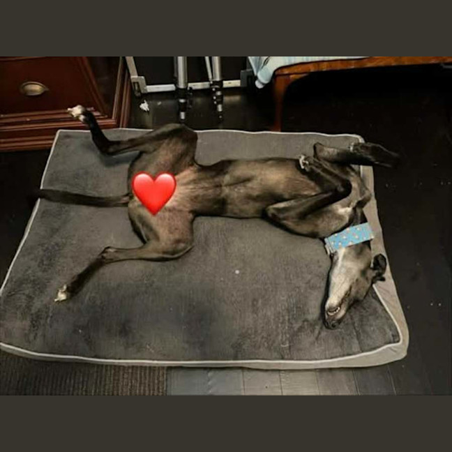 Photo of Meli, The Greyhound