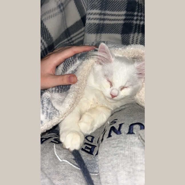 Photo of Marie   12 Week Old Ragdoll X