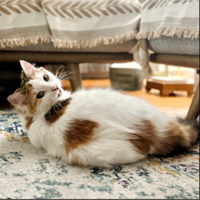 Photo of 💛Cassie💛