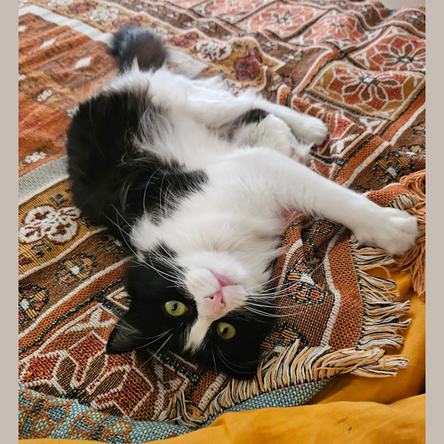Photo of Zuri