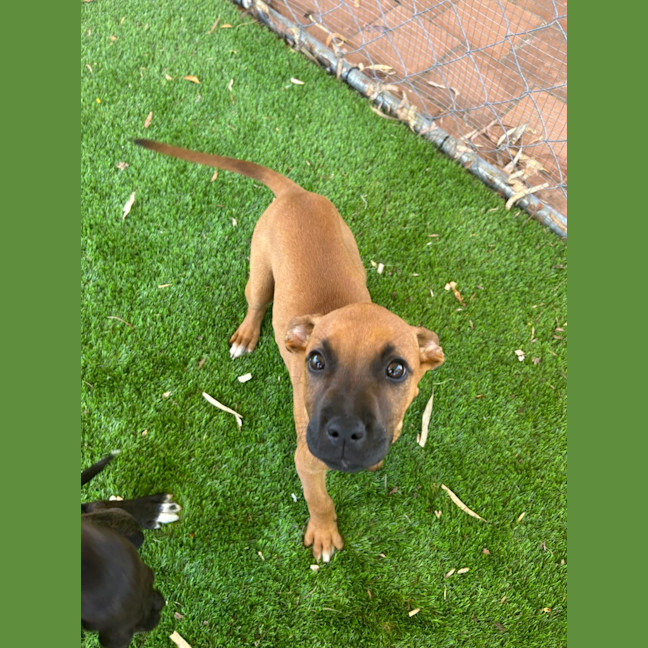 Photo of Ruby
