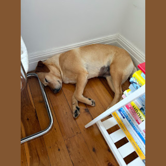 Photo of Primrose   8 Year Old Labrador X