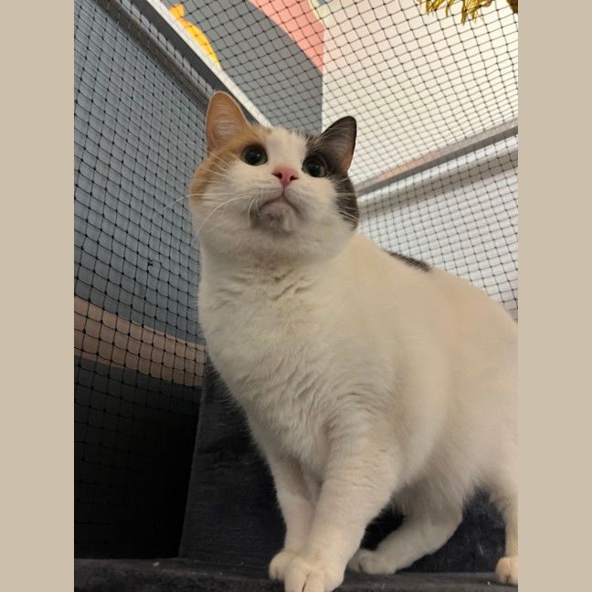Photo of Diamond