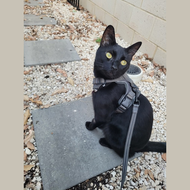 Photo of Milo