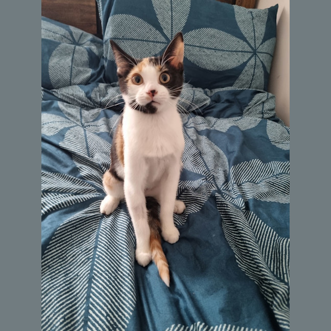 Photo of Callie Bean