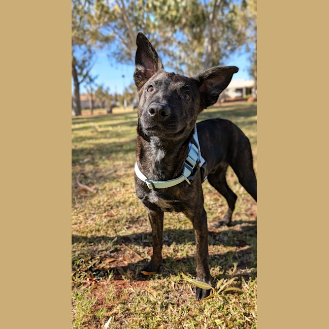 Photo of Koda