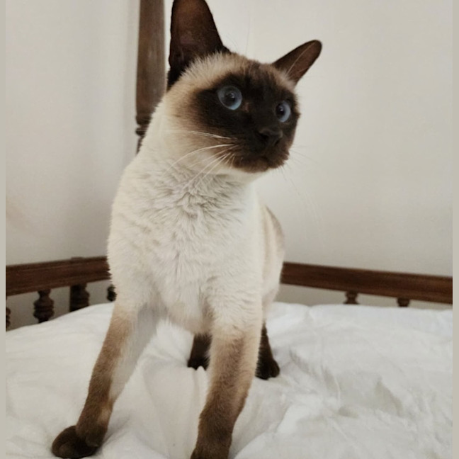 Photo of Tommy 