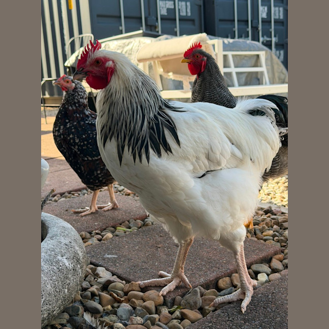 Photo of Chico And Bart