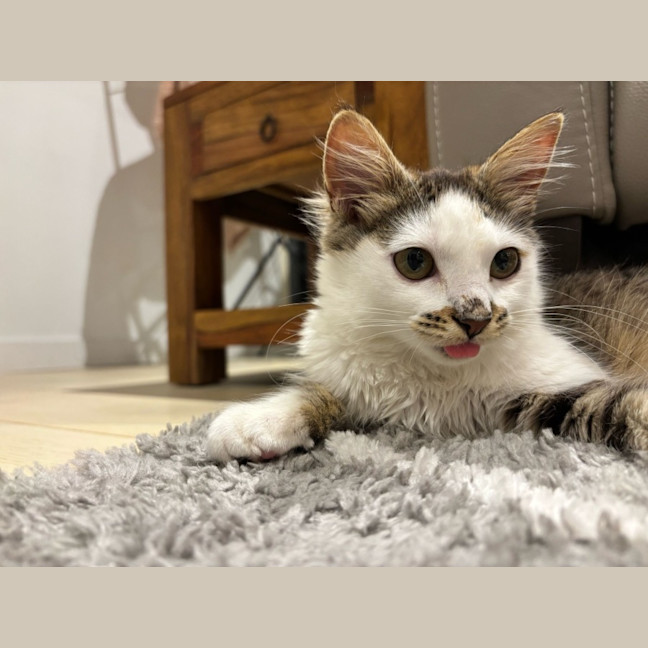 Photo of Squishmellow