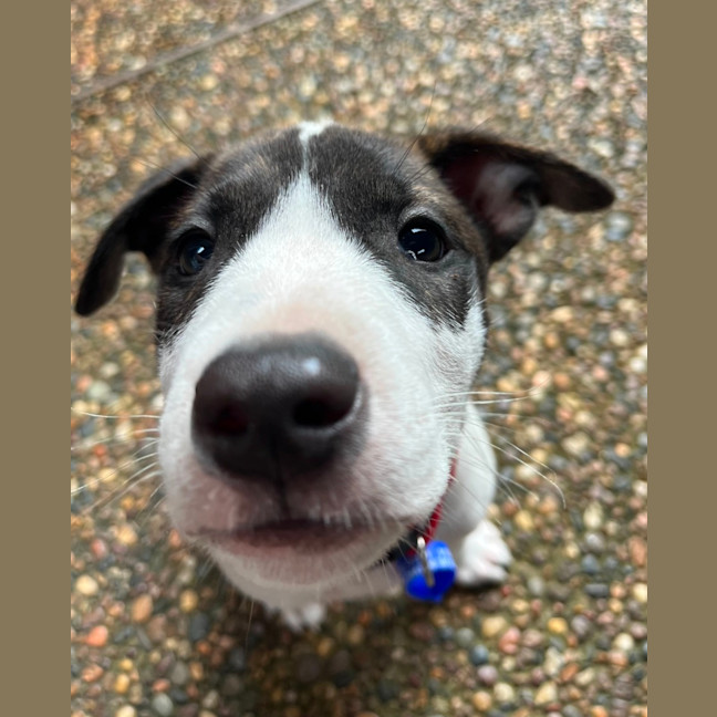 Photo of Norbit   9 Week Cattle Dog X