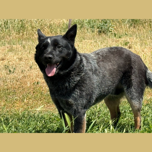 Photo of Bluey