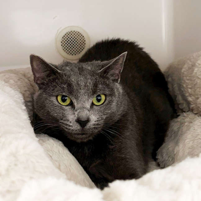 Photo of Arabella Sta013215