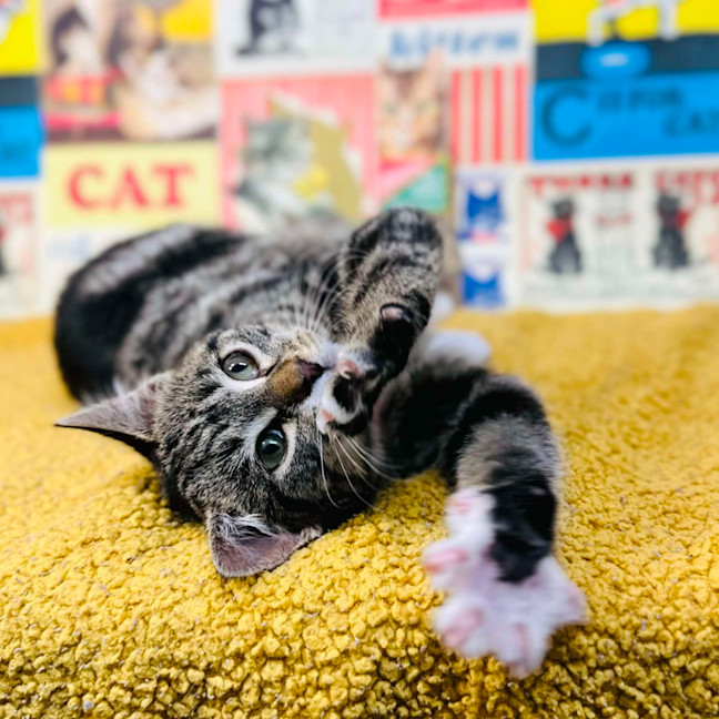 Photo of Sundae   Located In Preston 