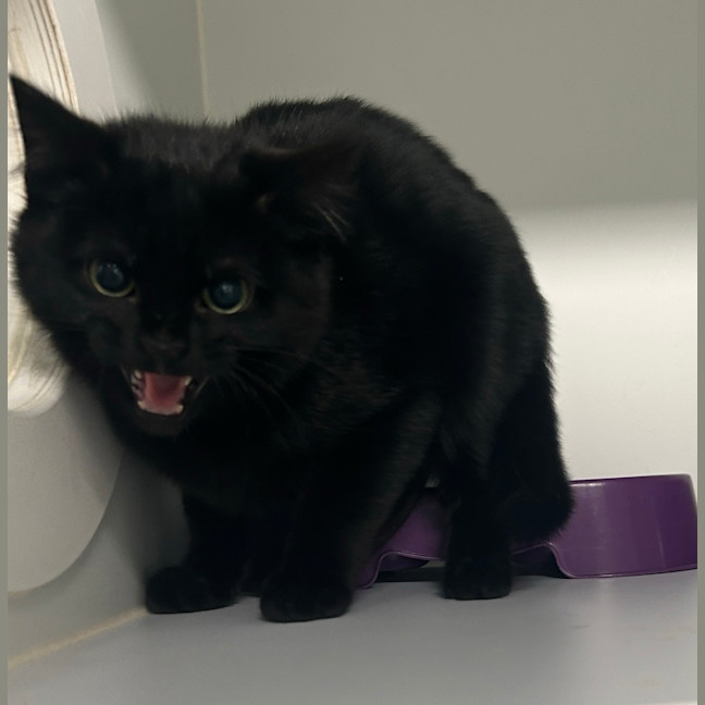 Photo of Lucifer