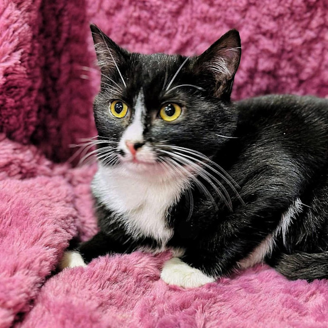 Photo of 12455   Alice