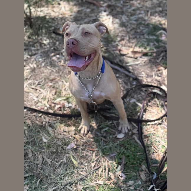 Photo of Nala