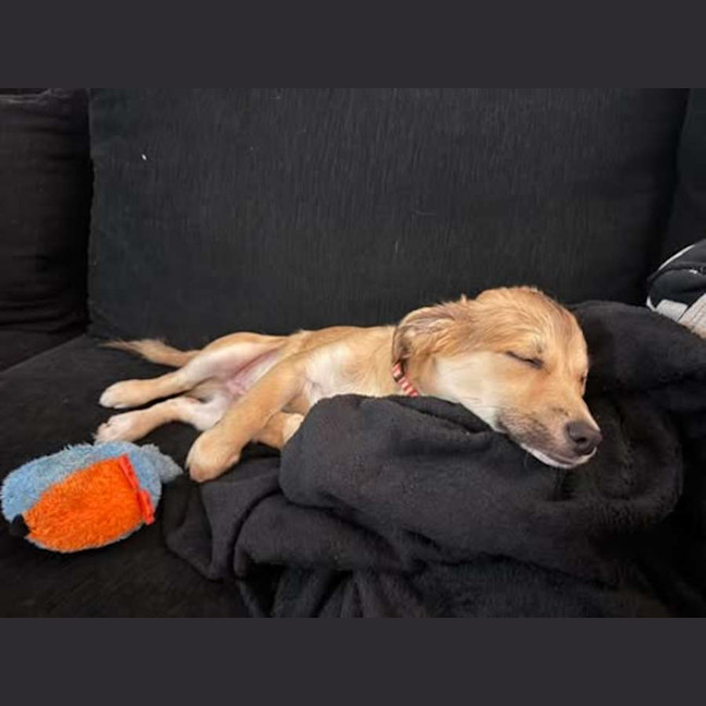 Photo of Sully
