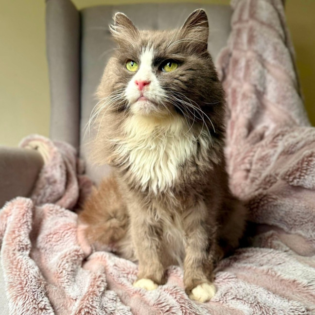 Photo of Jasper   In Foster Care In Templestowe