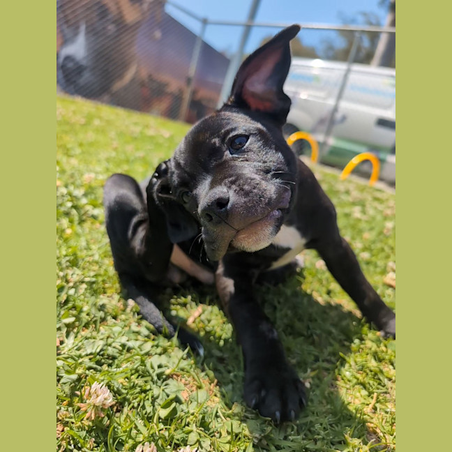 Photo of Louie