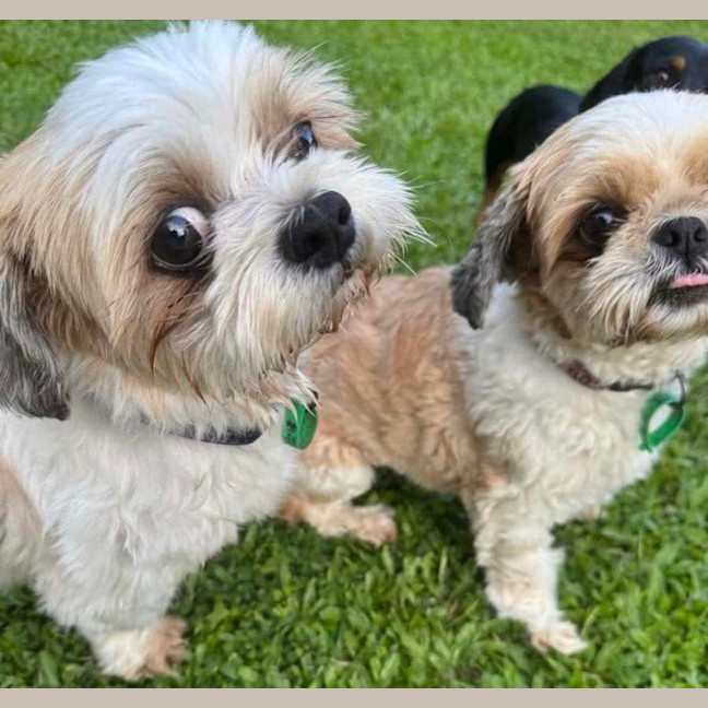 Photo of Chewy & Squiddley