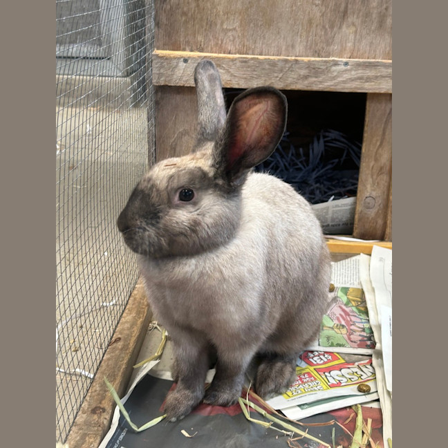Photo of Boots