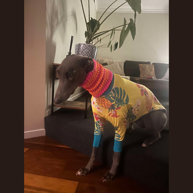 Photo of Juno The Greyhound 