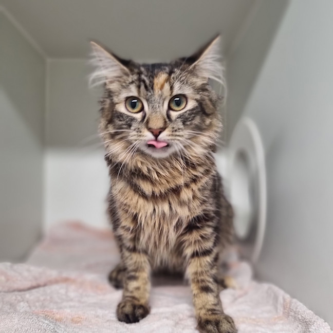 Photo of Poppi