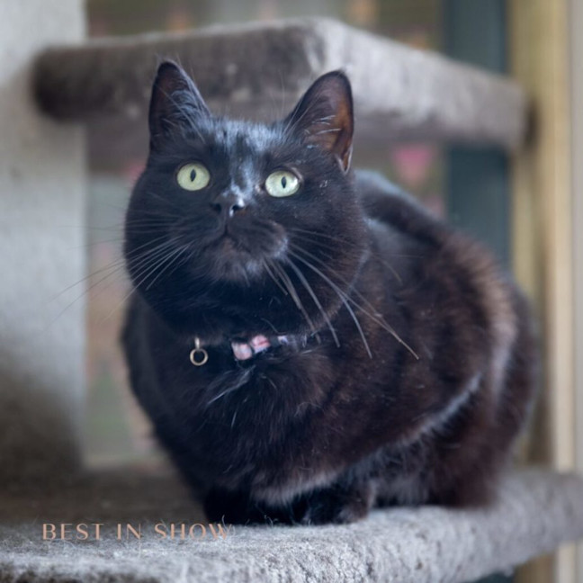 Photo of Luna