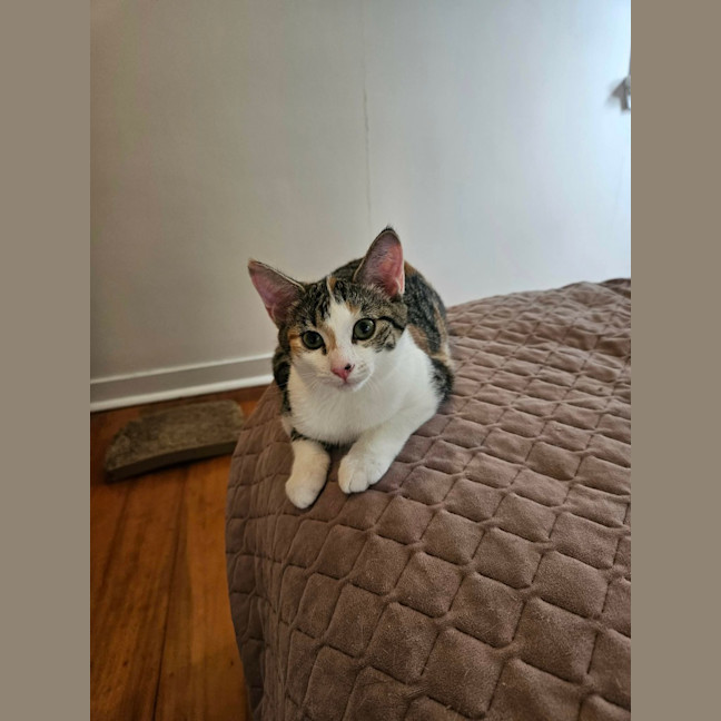 Photo of Pebbles